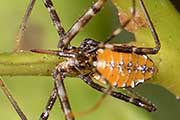 Assassin Bug (Trachylestes aspericollis) (Trachylestes aspericollis)